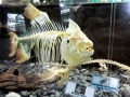 Black Pacu