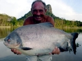 Black Pacu