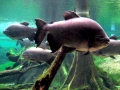 Black Pacu