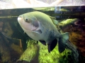 Black Pacu