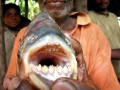 Black Pacu