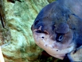 Black Pacu