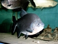 Black Pacu