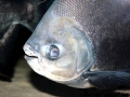 Black Pacu