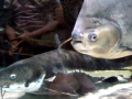 Black Pacu