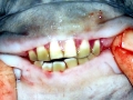 Black Pacu