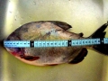Black Pacu