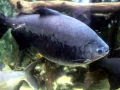 Black Pacu
