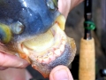 Black Pacu