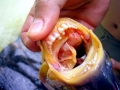 Black Pacu