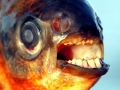 Black Pacu