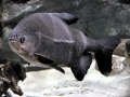 Black Pacu