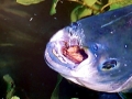 Black Pacu