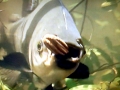 Black Pacu