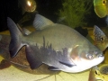 Black Pacu
