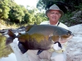 Black Pacu