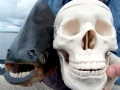 Black Pacu