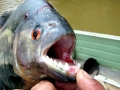 Black Piranha
