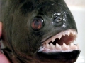 Black Piranha