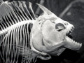 Black Piranha