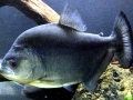 Black Piranha