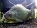 Black Piranha