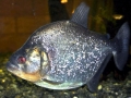 Black Piranha