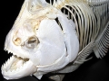 Black Piranha