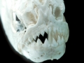 Black Piranha