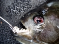 Black Piranha
