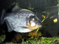 Black Piranha