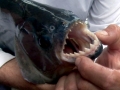 Black Piranha