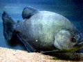 Black Piranha