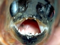 Black Piranha