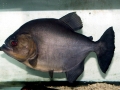 Black Piranha