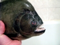 Black Piranha