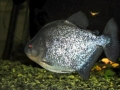 Black Piranha