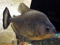 Black Piranha