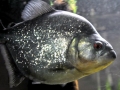Black Piranha