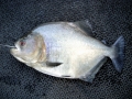 Black Piranha