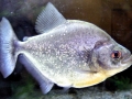 Black Piranha