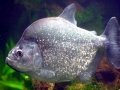 Black Piranha