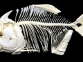 Black Piranha