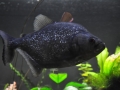 Black Piranha