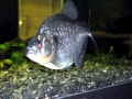 Black Piranha