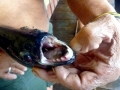 Black Piranha