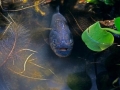 Black Piranha
