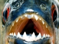 Black Piranha