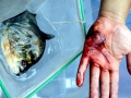 Black Piranha