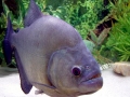 Black Piranha